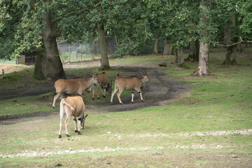Antilope