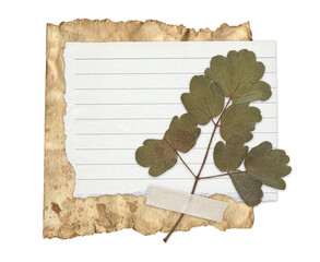 Vintage Torn Notes with Dried Botanical Leaves and Lined Paper. Isolated Scrapbook Collage elements