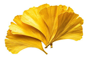 Naklejka premium Bright yellow ginkgo leaf cluster with detailed veins isolated on white