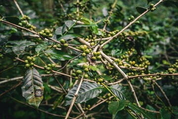 Green unripe coffee beans on the tree