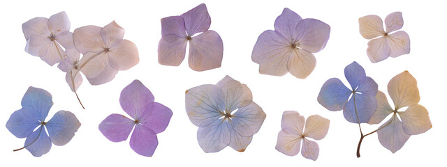 Dried Hydrangea Flowers Set. Pressed Botanical Flowers for Scrapbooking, Collages, and Crafting....