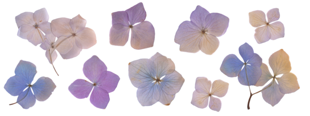 Dried Hydrangea Flowers Set. Pressed Botanical Flowers for Scrapbooking, Collages, and Crafting. Vintage Herbarium Floral Clipart