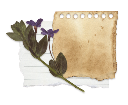 Vintage Botanical Note with Pressed Flower and Torn Paper. Perfect for Scrapbooking, Journaling, and Collage Art