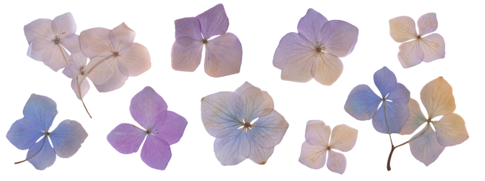 Dried Hydrangea Flowers Set. Pressed Botanical Flowers for Scrapbooking, Collages, and Crafting. Vintage Herbarium Floral Clipart