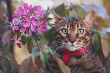 Bengal cat gazes curiously among vibrant pink blossoms in a serene garden setting during early...