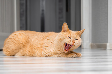 ginger cat hisses while lying on the floor. aggressive behavior of a domestic cat. the cat yawns...