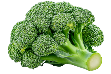 Fresh green broccoli head with tight florets and thick stalk, healthy and vibrant