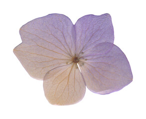 Isolated Pressed Hydrangea Flower. Vintage Dried Botanical element for Scrapbooking and Collages
