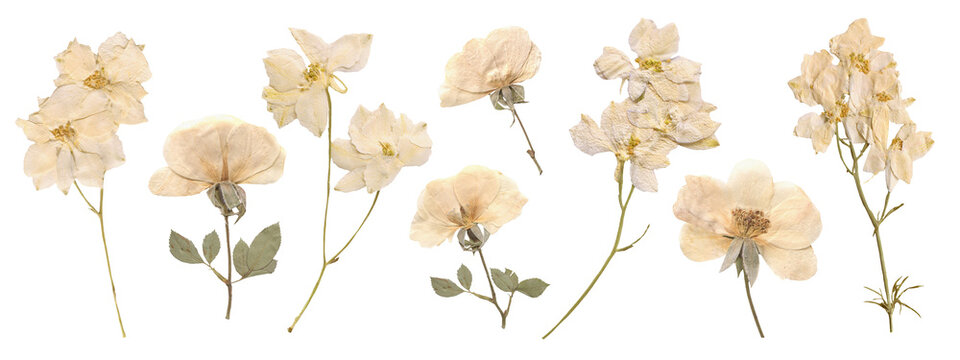 Pressed and Dried White Flowers including Rose and Delphinium for Wedding decor and Romantic Scrapbooking. Vintage botanical elements for aesthetic crafting
