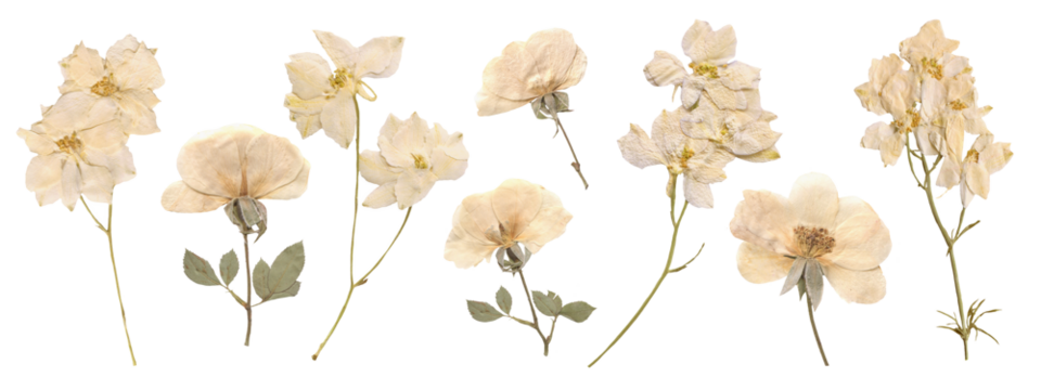 Pressed and Dried White Flowers including Rose and Delphinium for Wedding decor and Romantic Scrapbooking. Vintage botanical elements for aesthetic crafting
