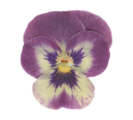 Retro Dried Pansy Flower Clipart for Scrapbooking. Wild pressed flower cutout for crafting, collage...