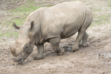 rhinocéros