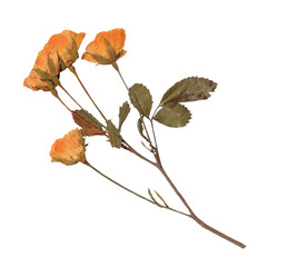 Vintage Pressed Rose Stem clipart. Yellow Dried Flowers elements for Scrapbooking, Collage, craft, wedding, and nature designs. Romantic floral collection