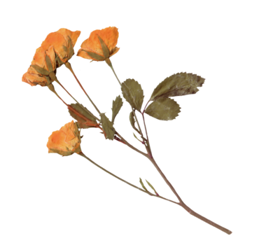 Vintage Pressed Rose Stem clipart. Yellow Dried Flowers elements for Scrapbooking, Collage, craft, wedding, and nature designs. Romantic floral collection