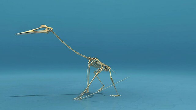 Quetzalcoatlus skeleton