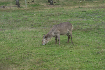Sanglier