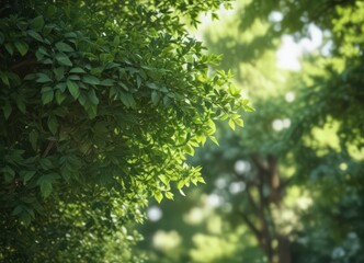 Obraz premium Blurred green leaves, dappled light, soft focus, lush foliage, element, plant, ecology
