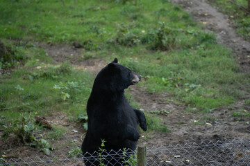 Ours Brun