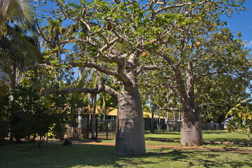 Baobab tree in Broome, Western Australia, Australia 