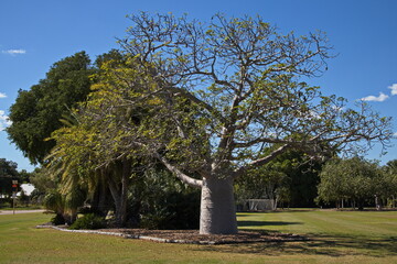 Baobab tree in Broome, Western Australia, Australia
