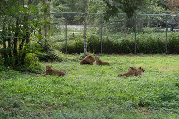 Lion 