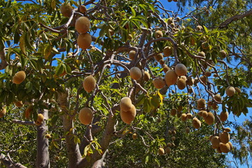 Baobab tree in Broome, Western Australia, Australia
