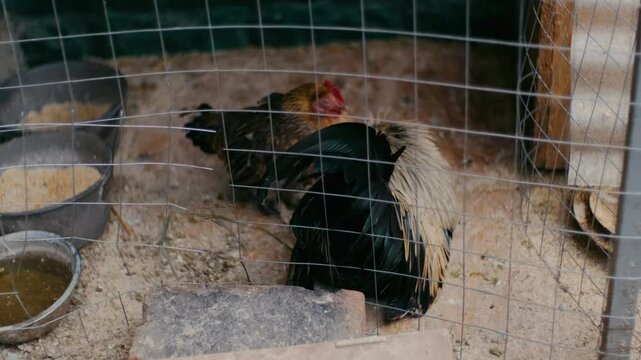 bantam chitchen 