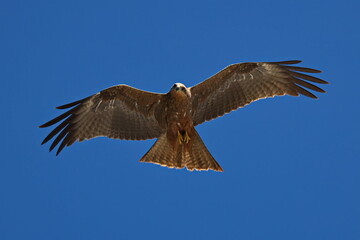 Little Eagle in Western Australia, Australia
