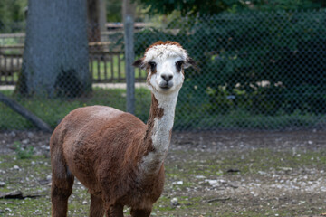 Lama
