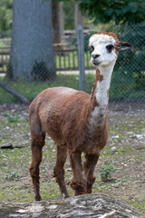 Lama
