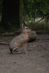 Kangourou