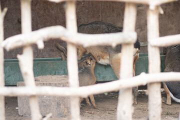 Kangourou