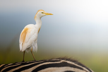 A white egret stands gracefully atop a zebra's striped back, creating a striking juxtaposition of wildlife; sharp focus captures the serene moment against a softly blurred natural backdrop.