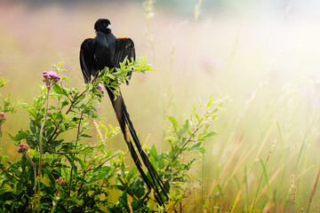 A flap bird displays its striking plumage in an open field, performing a courtship ritual to attract a mate; sharp focus captures the intricate feather details against the softly blurred natural backd