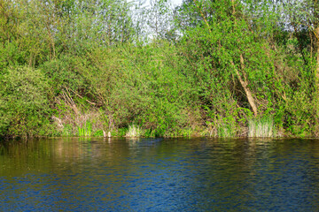 A calm river with green banks covered with grass and bushes. The water reflects the surrounding greenery, creating a natural and picturesque scene.