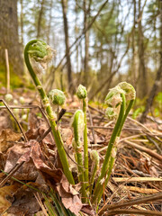Fresh Fiddleheads Emerging in the Spring Forest