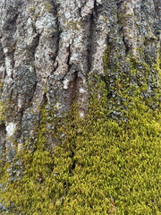 Obraz premium Close-Up of Moss Growing on Tree Bark