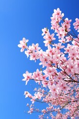 Beautiful bright pink flowers bloom on branches against a clear blue sky on a wonderfully sunny day during the springtime season.