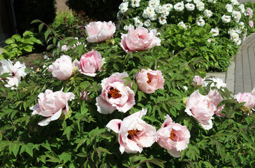 In the spring, a peony tree-like (Paeonia suffruticosa) blooms in the garden. © orestligetka