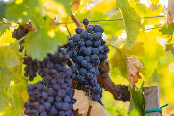 Ripe grapes hanging on a vine during the harvest season