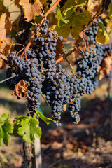 Grapes ripening on vine in vineyard during sunny autumn day