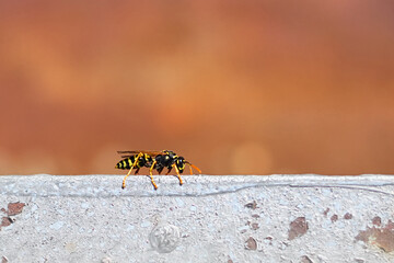 Wasp walking along a metal surface in a natural setting