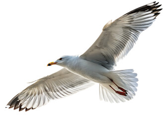 Fototapeta premium seagull isolated on white