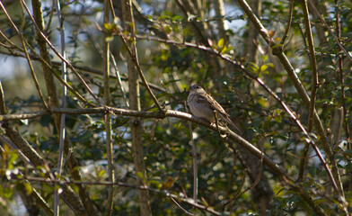 Small tiny bird sitting on a branch in the bush. House sparrow hiding in a bush without leaves....