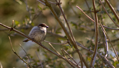 Small tiny bird sitting on a branch in the bush. House sparrow hiding in a bush without leaves. Wild bird in the park. Tiny bird resting on a branch.