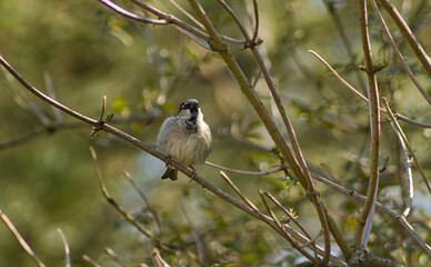 Obraz premium Small tiny bird sitting on a branch in the bush. House sparrow hiding in a bush without leaves. Wild bird in the park. Tiny bird resting on a branch.