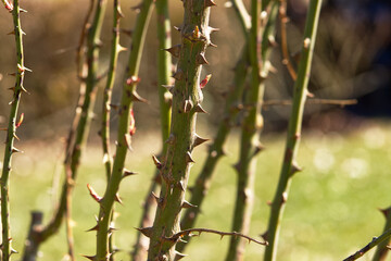 Narrow trunks with thorns. Trunks of a pruned rose bush. Spring pruning of a bush. Thorns on the...