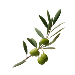 Close Up Of Branch With Green Olives And  isolated on a transparent background