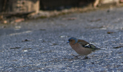 Chaffinch on concrete sidewalk. Small tiny songbird living in the forest and parks. Small tiny bird on concrete sidewalk in the park.