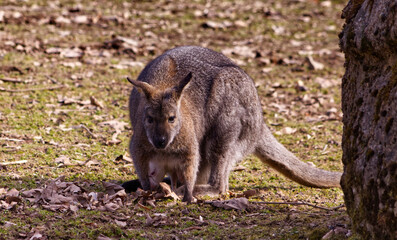 Close-up of a white baby kangaroo in a pouch with an adult female kangaroo. Baby kangaroo in a pouch. Babies in spring. Kangaroo in the zoo.
